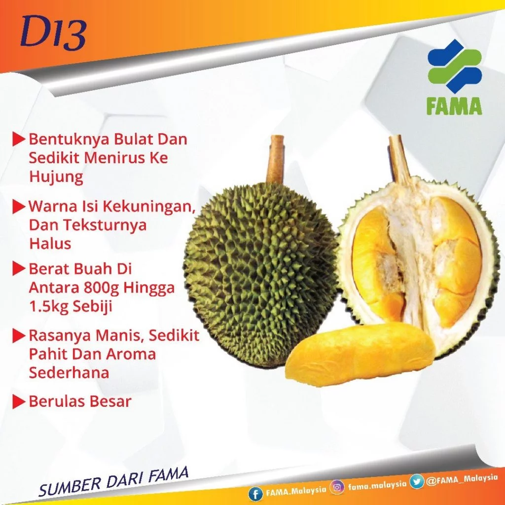 buah durian jenis D13