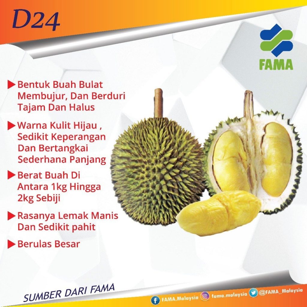 durian jenis D24