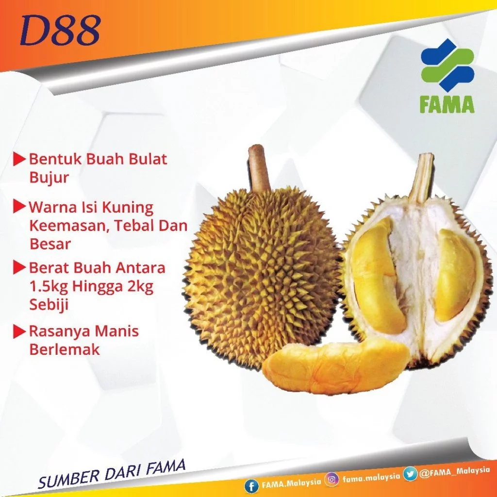 buah durian jenis D88