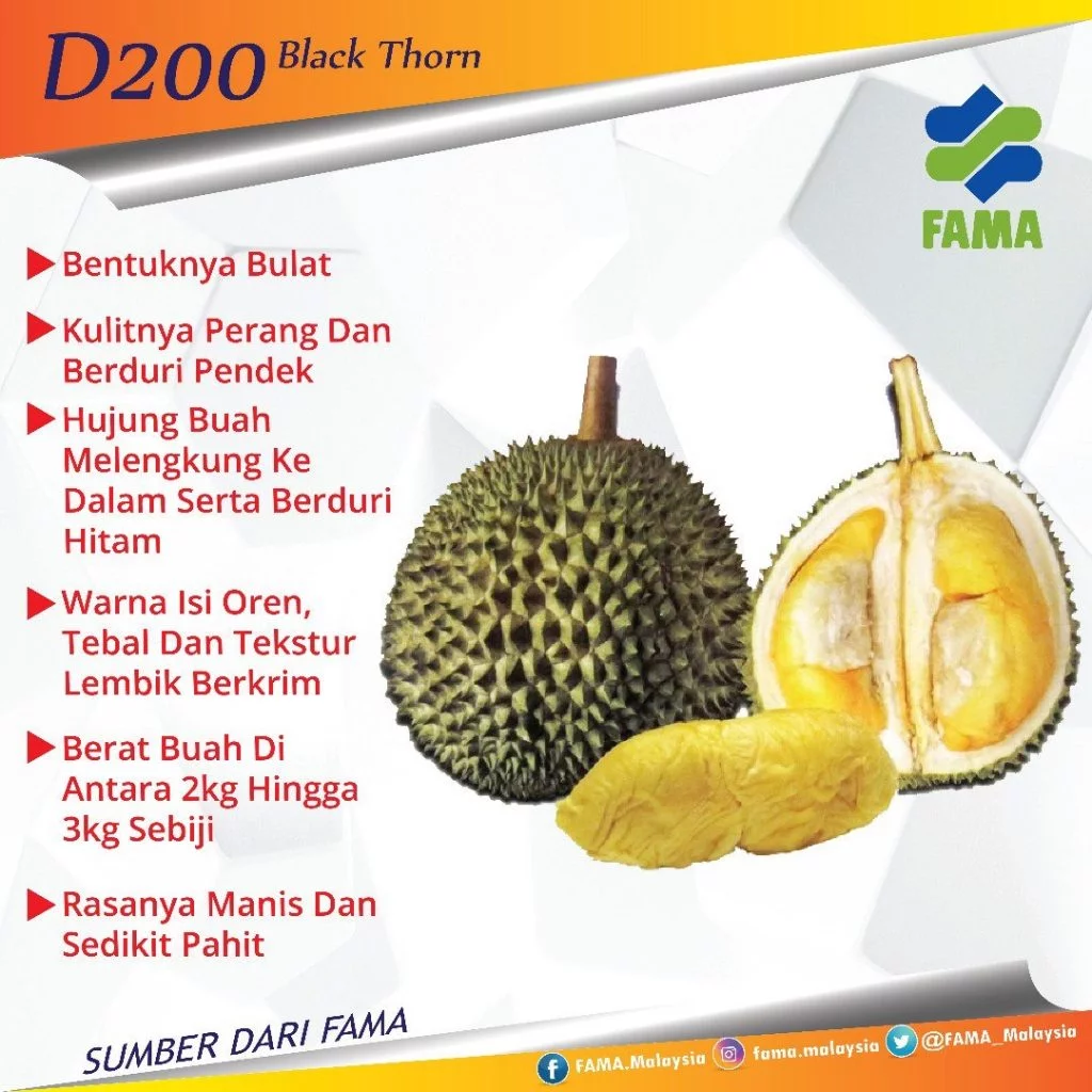 durian Duri Hitam