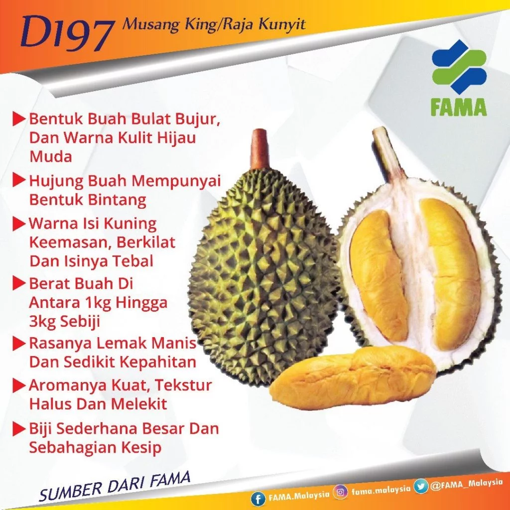 Musang King: nutrisi buah durian