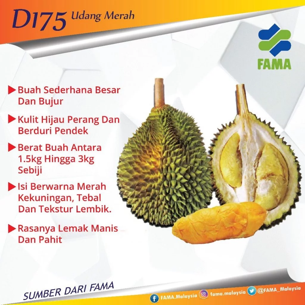 buah durian jenis Udang Merah