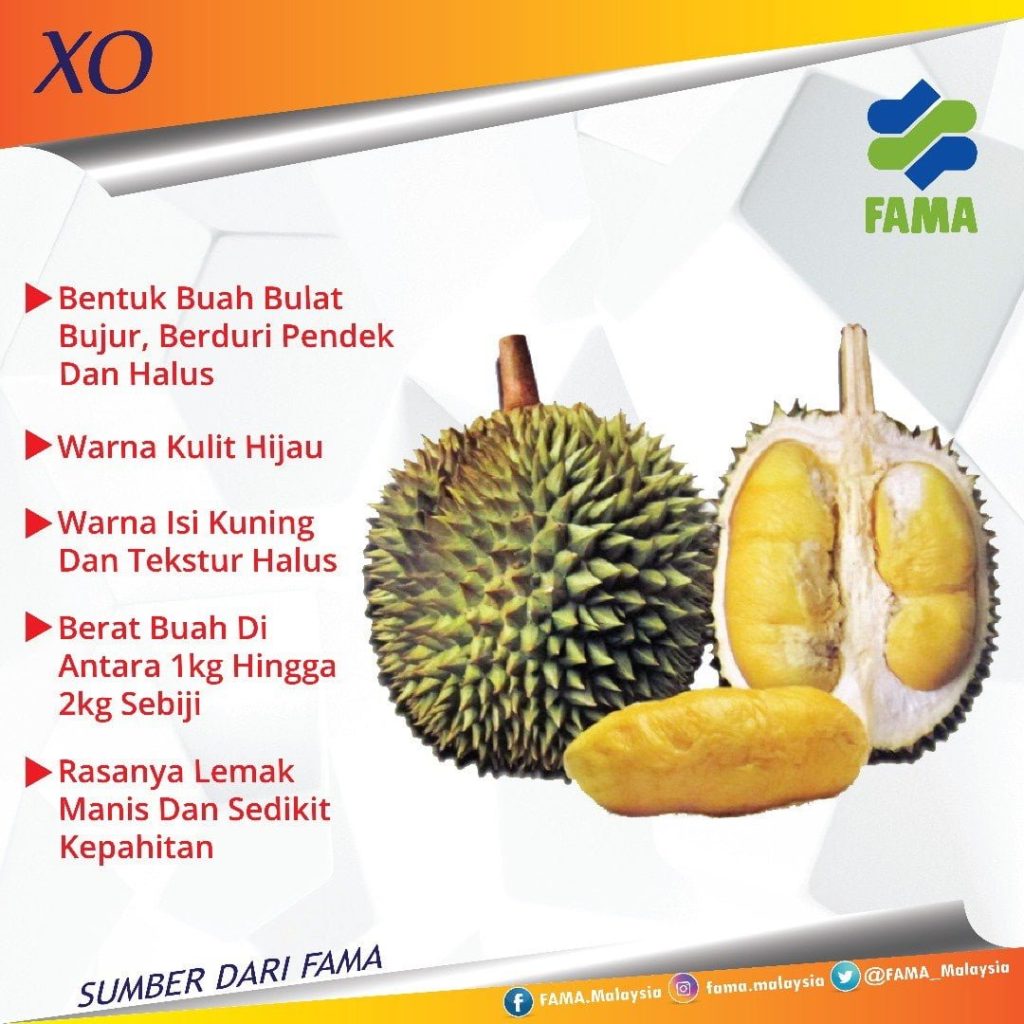 nutrisi dalam buah durian durian jenis XO